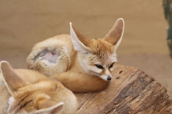 Retrato Fennec Lindo — Foto de Stock