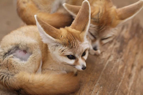 Retrato Fennec Lindo — Foto de Stock