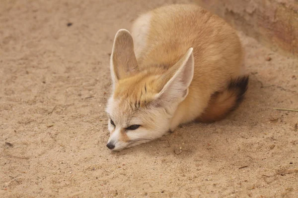 Retrato Fennec Lindo — Foto de Stock