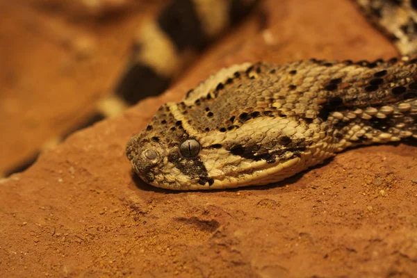 ヘビの爬虫類動物界 — ストック写真