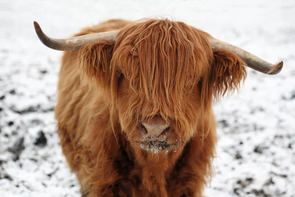 Highland Cattle Snow — Stock Photo, Image