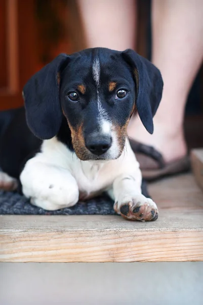 Porträt Eines Süßen Hundes — Stockfoto