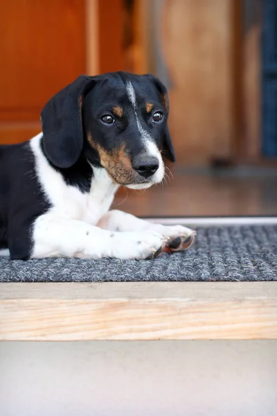 かわいい犬の肖像画 — ストック写真