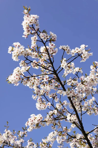 リンゴの木の花 — ストック写真