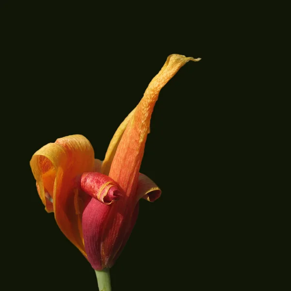 Tulip Flowers Flora Springtime — Stock Photo, Image