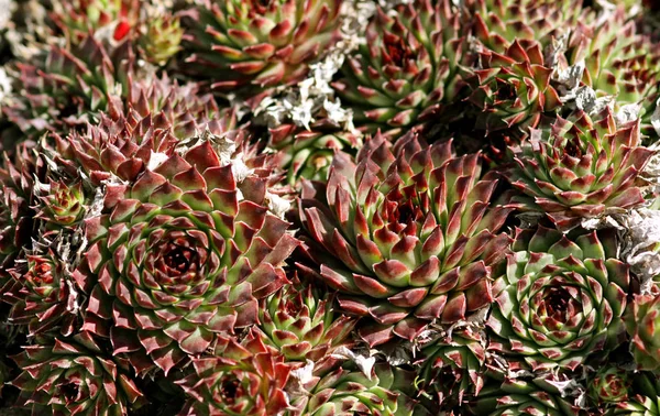 Houseleek Sempervivum Tectorum Echte Houseleek Gewone Houseleek Odermalpen Hauswurz — Stockfoto