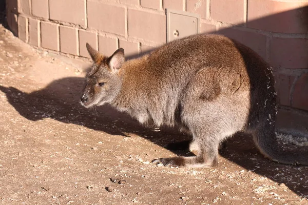Kangaroo Animal Australian Mammal — Stock Photo, Image