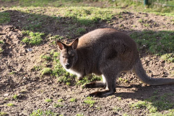 可爱的袋鼠动物 澳大利亚哺乳动物 — 图库照片