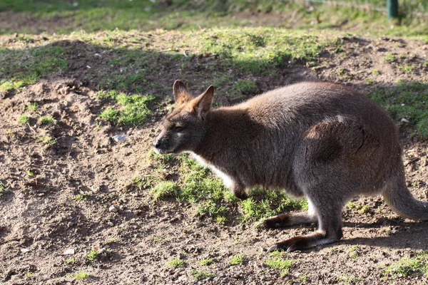 Niedliches Känguru Tier Australisches Säugetier — Stockfoto