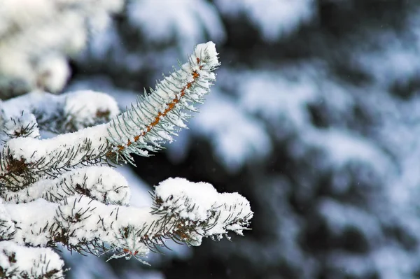 Sapins Dans Parc Ville Pendant Journée — Photo