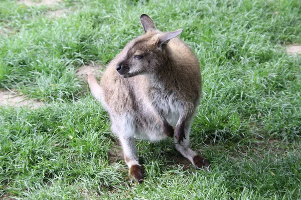 Canguro Animale Fauna Australiana — Foto Stock