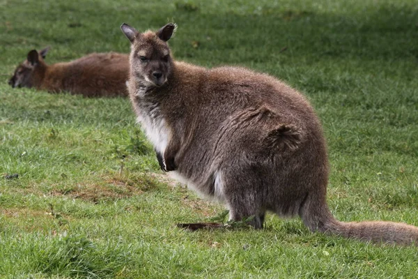 Кенгуру Австралійський Ссавець — стокове фото