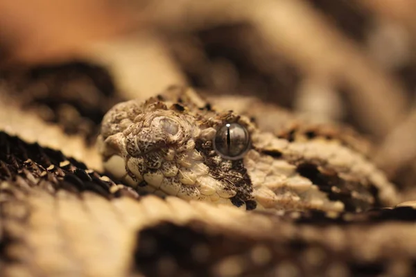 ヘビや動物界ヘビの皮 — ストック写真