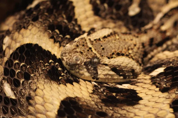 Close Snake Skin — Stock Photo, Image