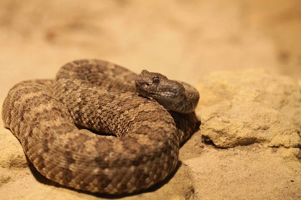 Serpent Sonnette Serpent Venimeux — Photo