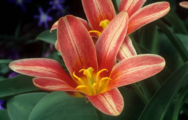 チューリップの花 植物の春 — ストック写真