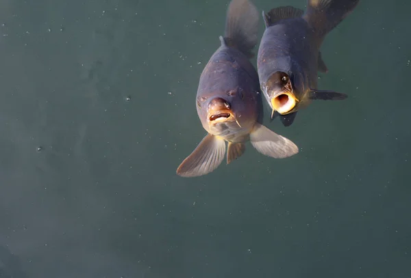 Fische Aquarium — Stockfoto