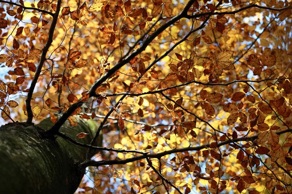 Piękny Jesienny Krajobraz Tle — Zdjęcie stockowe