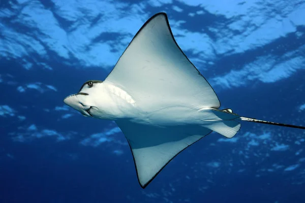 Fondo Pantalla Tema Marino Disparo Luz Del Día — Foto de Stock