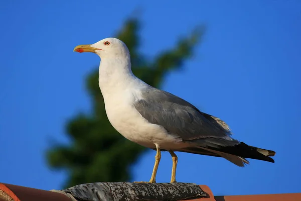 Picturesque Bird Theme Shot — Stock Photo, Image