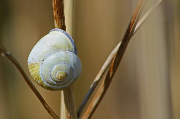 Pomalý Šnek Slizké Zvíře — Stock fotografie