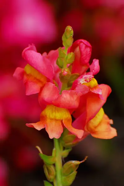 美しい花 花のコンセプトの背景 — ストック写真