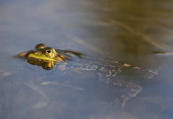 Amphibien Animal Grenouille Sauvage — Photo