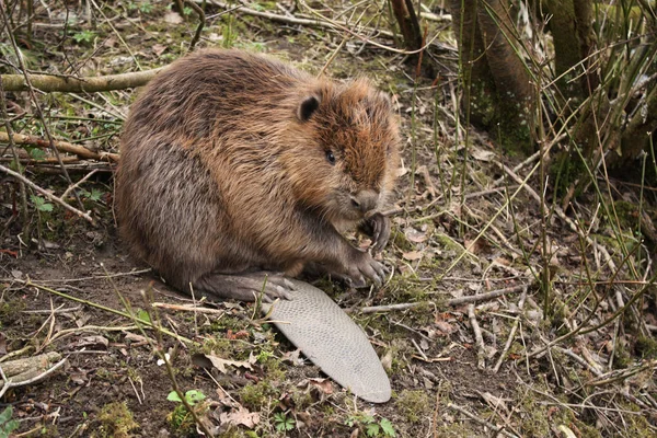 Wildszene Schöne Natur — Stockfoto