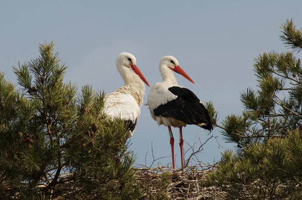 Aussichtsreiche Aussicht Auf Schöne Vögel Der Natur — Stockfoto