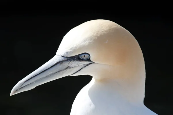 Vacker Utsikt Över Gannet Fågel Naturen — Stockfoto