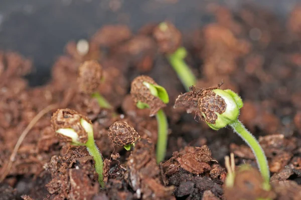 Germinando Planta Susan Olhos Pretos — Fotografia de Stock