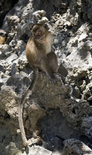Małpie Zwierzęta Życie Przyroda Fauna — Zdjęcie stockowe