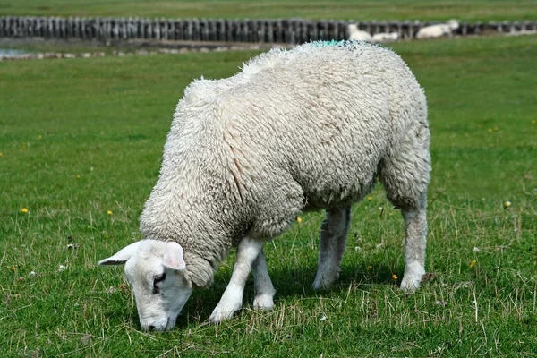 Tamfår Betesmark — Stockfoto