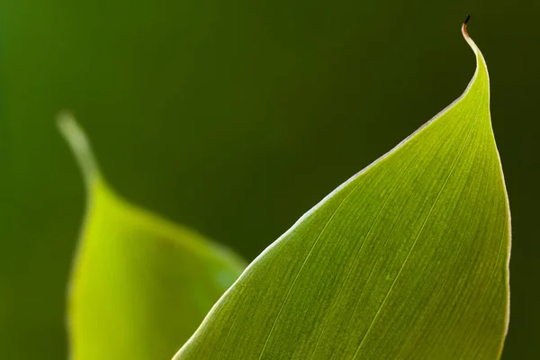 Banana Leaf Sun — Stock Photo, Image