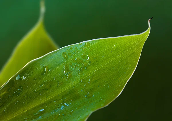 Banana Leaf Sun — Stock Photo, Image