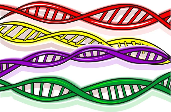 Γονίδιο Χρωμόσωμα Και Κύτταρα Dna — Φωτογραφία Αρχείου