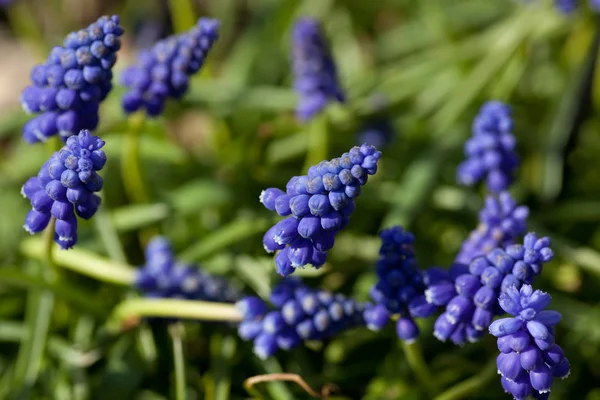 Vackra Blommor Blommigt Koncept Bakgrund — Stockfoto