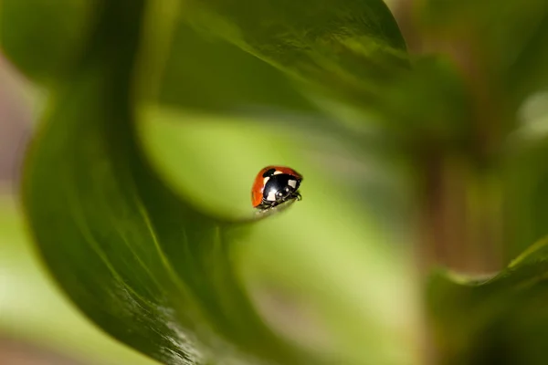 Vue Rapprochée Petit Insecte Coccinelle — Photo