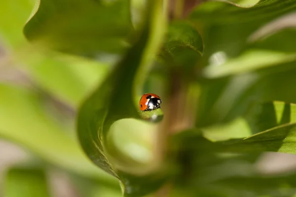 Vista Cerca Del Pequeño Insecto Mariquita —  Fotos de Stock