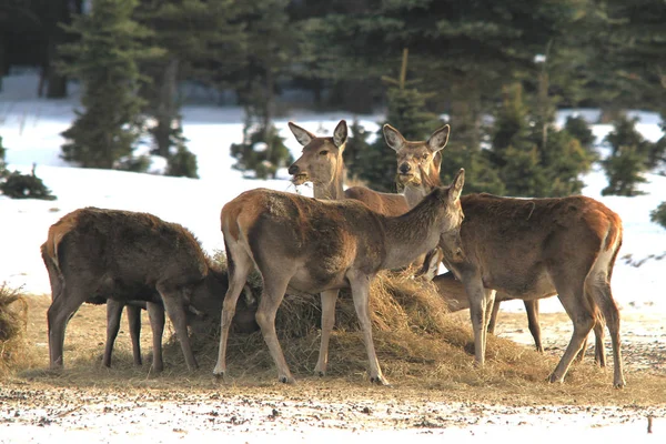 Scène Animalière Belle Nature — Photo