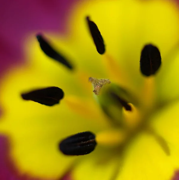 Fiori Tulipano Flora Primavera — Foto Stock