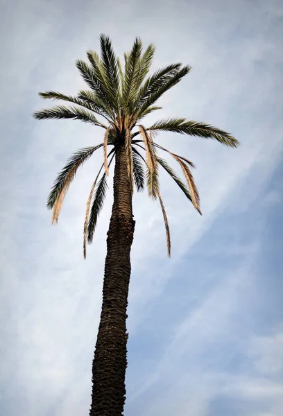 Fondo Palmera Espacio Copia — Foto de Stock