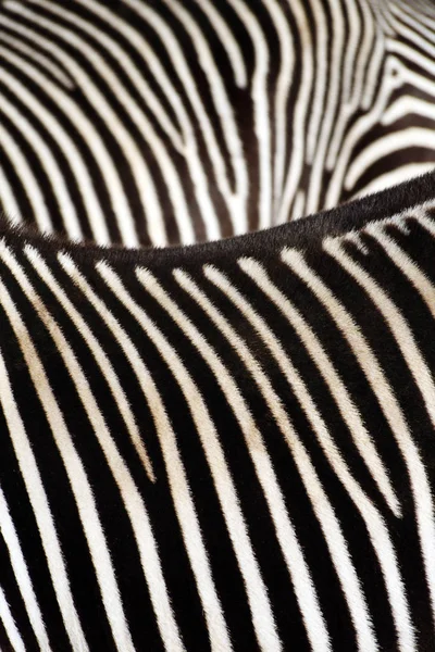 Черно Белая Полосатая Зебра Млекопитающее — стоковое фото