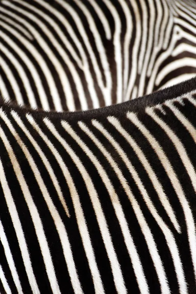 Preto Branco Listrado Zebra Animal Mamífero — Fotografia de Stock