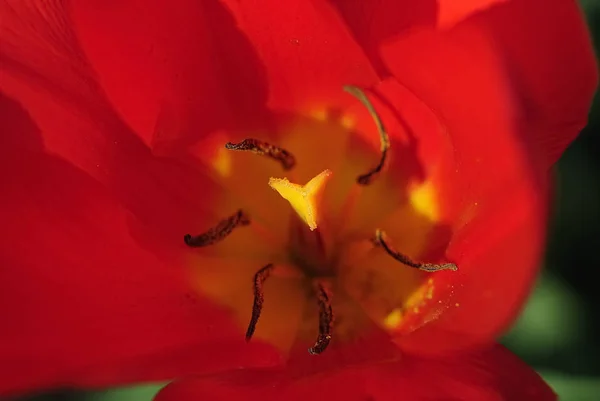 Tulipán Virágok Flóra Tavasz — Stock Fotó