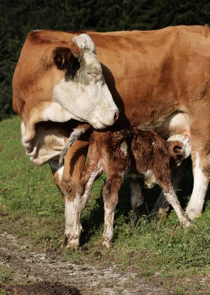 Ternera Recién Nacida Con Vaca Nodriza —  Fotos de Stock