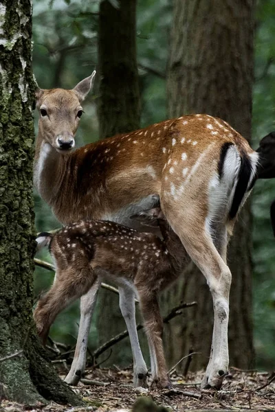 Jungtiere Selektiver Fokus — Stockfoto