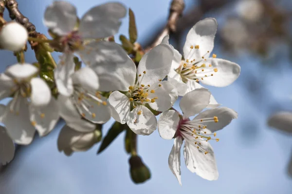 Weiße Blüten Baum Frühling — Stockfoto