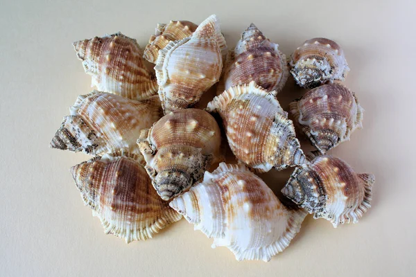 Sea Shells Mussels Shells — Stock Photo, Image