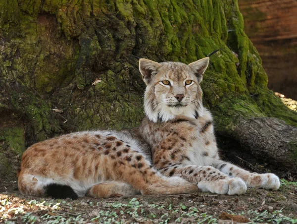 Lynx Перед Дубом — стоковое фото